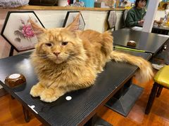-猫小院猫主题咖啡厅(北锣店)