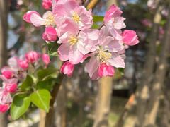 -海棠花溪(元大都城垣遗址公园)