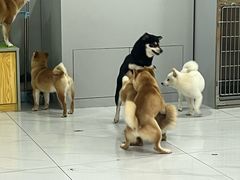 -柴源莊·柴小宠柴犬咖啡