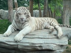 -北京野生动物园