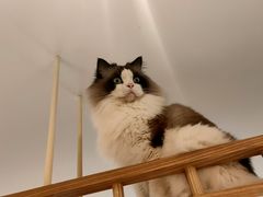 -滚猫咖啡·猫咖·猫友好撸猫(未来城店)