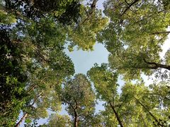 -火炉山森林公园