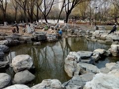 -莲花池公园