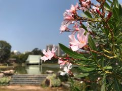 -香蜜公园