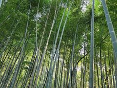 -上海佘山国家森林公园天马山园