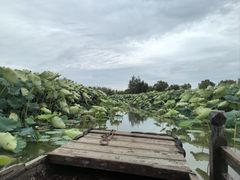 -池杉湖湿地公园