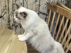 -楼上猫咖(罗湖店)
