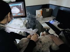 -凯瑞希宠物医院·狂犬免疫·微创·皮肤科
