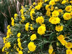 -都江堰玫瑰花溪谷