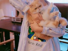 大堂-喵园·猫主题咖啡厅·撸猫·猫咖(国贸店)