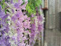 -正佳雨林生态植物园
