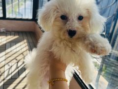 -宠爱有家宠物店(环镇北路店)