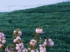 -龙坞茶村