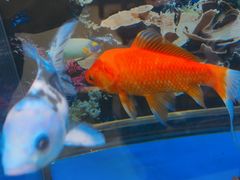 -欢聚烤吧(朱辛庄TBD万科店)