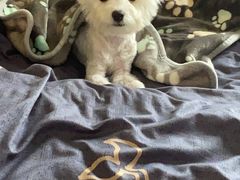 -翊宠yipet猫狗购宠庄园犬舍•猫舍