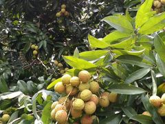 -从化深英荔枝黄皮龙眼采摘园