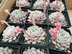 -龙大花卉苗木市场