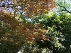 -庐山风景区花径公园