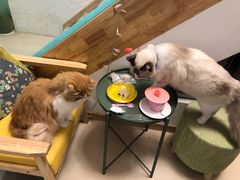 -猫在这儿猫咪咖啡馆·撸猫馆