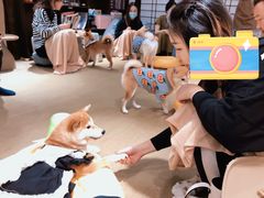 -逗柴咖啡屋·狗咖猫咖宠物桌游