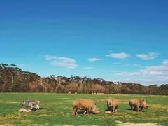 -威勒比开放式动物园