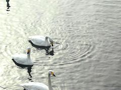 -烟墩角天鹅湖