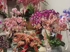 -溪岸路花鸟市场