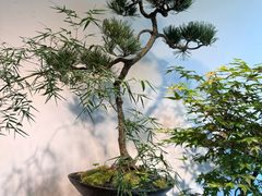 -自由生长植物工作室(深港花卉中心店)