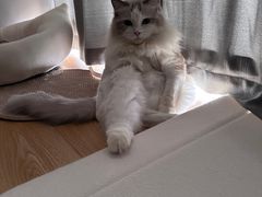 -爱洗澡的猫(天河路店)
