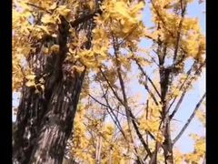 -两江幸福广场