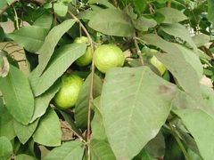 -南通洲际绿博园