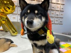 -柴务处·柴犬主题狗咖