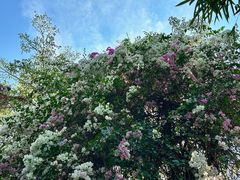 -深圳国际园林花卉博览园