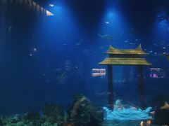 -涛·海底餐厅·美人鱼·自助餐·海底隧道(三亚海棠湾洲际度假酒店)