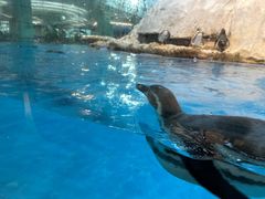 -帝企鹅自助餐厅•儿童岛•真企鹅(长隆企鹅酒店)