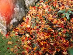 -南山植物园