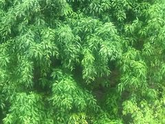 -琬苑鸽庄·川粤融合菜(解放碑总店)