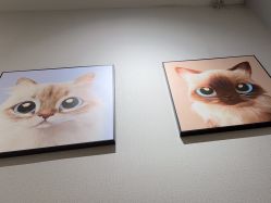 -洗脸猫·洗脸吧