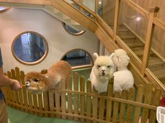 -藦茜花园宠物主题亲子互动体验馆(国顺东路店)