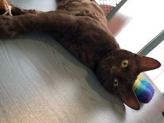 -喵屿·大理花园猫咖