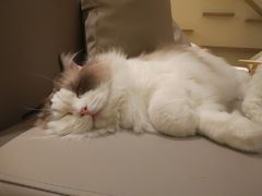 -猫腻·猫咖·撸猫馆(星光大道店)