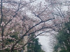 -武汉大学-樱园