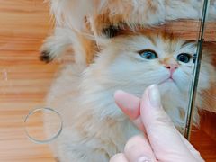 -猫十亿·布偶金渐层·曼基康矮脚猫舍(青年路店)