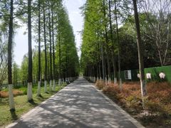 -昆山城市生态森林公园