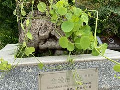 -广州神农草堂中医药博物馆