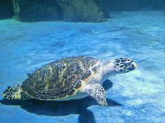 -常州海昌海洋探索馆