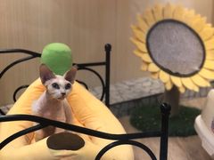 -momokira米努特·德文卷毛猫·棉花面纱犬