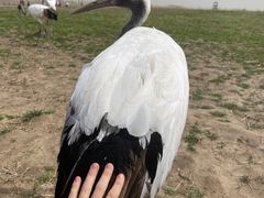 -盐城丹顶鹤湿地生态旅游区