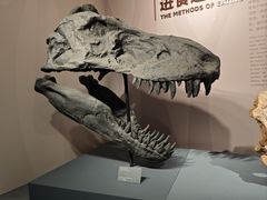 -自贡恐龙博物馆