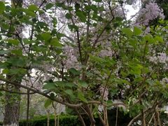 -菖蒲河公园